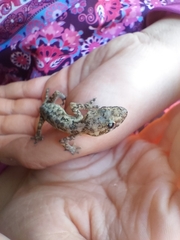 Hemidactylus mabouia
