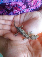 Hemidactylus mabouia