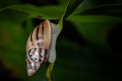 Drymaeus serperastrum