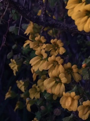 Tropaeolum brachyceras