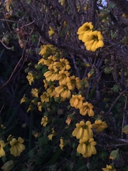 Tropaeolum brachyceras