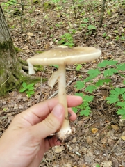 Amanita porphyria