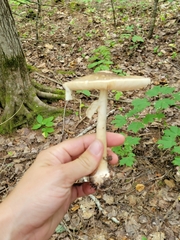 Amanita porphyria