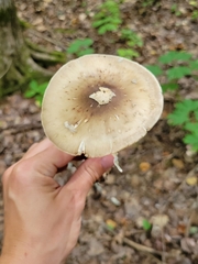 Amanita porphyria