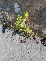 Euphorbia peplus
