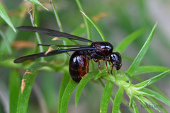 Carebara
