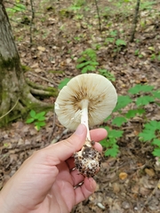 Amanita porphyria