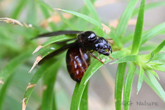 Carebara