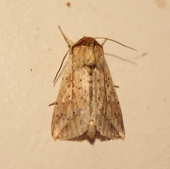 Mythimna decisissima