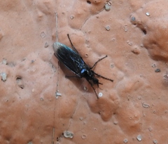 Dilophus