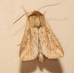 Mythimna decisissima