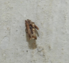 Psyche casta