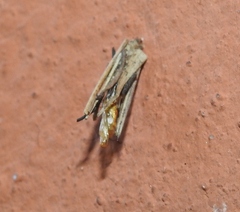Psyche casta