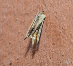 Psyche casta