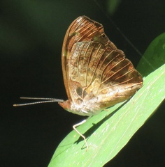 Catonephele mexicana