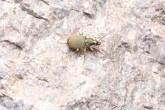 Chlaenius variicornis