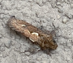 Acrolophus walsinghami
