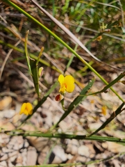 Bossiaea