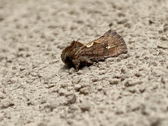 Acrolophus walsinghami