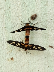 Amata huebneri