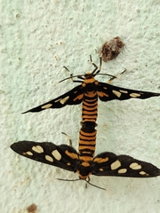 Amata huebneri