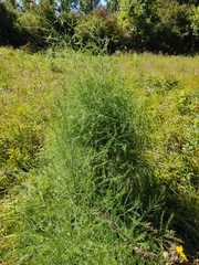 Asparagus officinalis
