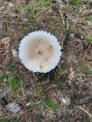 Chlorophyllum olivieri