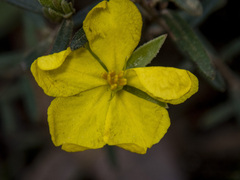 Hibbertia riparia