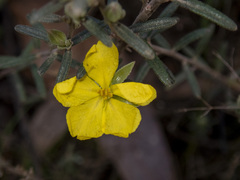 Hibbertia riparia
