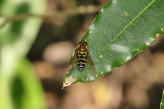 Syrphus phaeostigma