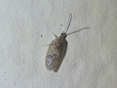 Hemerobiidae