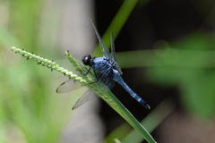 Orthetrum melania