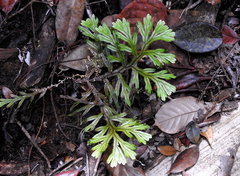 Selaginella intermedia