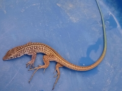 Aspidoscelis tigris