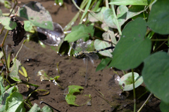 Orthetrum albistylum