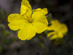 Hibbertia riparia
