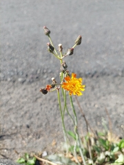 Pilosella aurantiaca