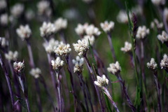 Antennaria howellii