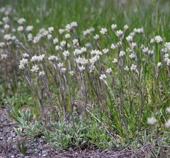 Antennaria howellii