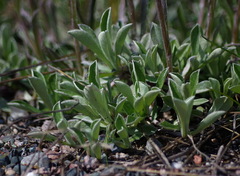 Antennaria howellii