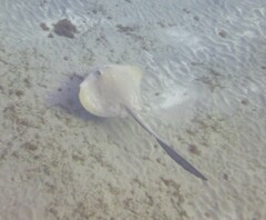Pastinachus sephen