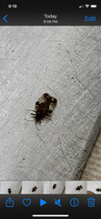Tingidae
