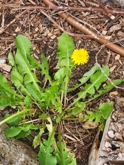 Taraxacum