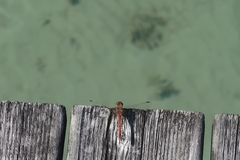 Sympetrum striolatum