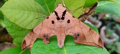 Ambulycini