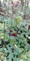 Pterostylis trullifolia