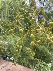 Styphnolobium japonicum