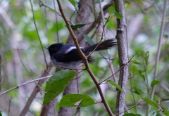 Trochocercus cyanomelas cyanomelas