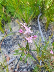 Boronia ledifolia