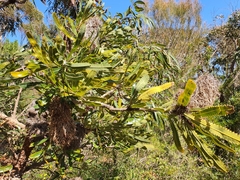 Banksia serrata